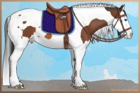 Horse Color:Bay Splash Tobiano