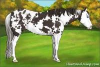 Horse Color:White Spotted Liver Chestnut Splash Varnish 