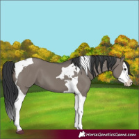 Horse Color:Grullo Splash Tobiano 