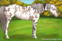 Horse Color:Amber Champagne Appaloosa and Amber Champagne Appaloosa Rabicano