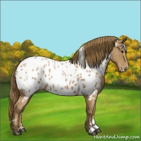 Horse Color:White Spotted Black Pearl Appaloosa 