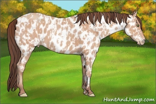 Horse Color:Amber Champagne Appaloosa  and Amber Champagne Appaloosa 