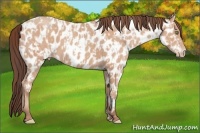 Horse Color:Amber Champagne Appaloosa and Amber Champagne Appaloosa