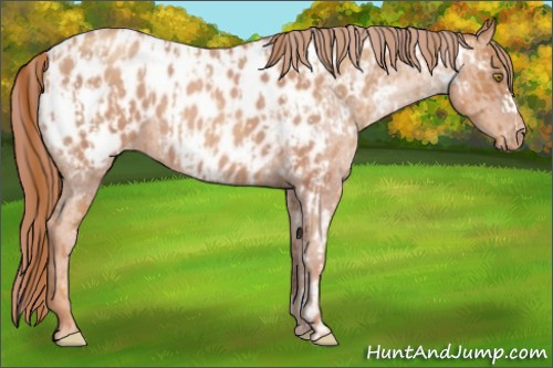 Horse Color:Gold Champagne Roan Appaloosa  and Gold Champagne Roan Appaloosa 