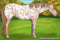 Horse Color:Gold Champagne Roan Appaloosa  and Gold Champagne Roan Appaloosa 