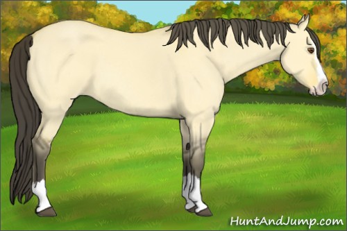 Horse Color:Buckskin Roan Dun Splash