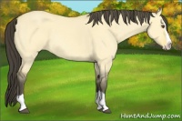 Horse Color:Buckskin Roan Dun Splash