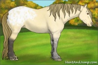 Horse Color:Buckskin Dun Appaloosa