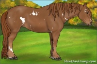 Horse Color:White Spotted Chestnut Sabino 