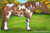 Horse Color:White Spotted Chestnut 