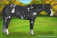 Horse Color:White Spotted Black Splash