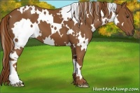 Horse Color:White Spotted Chestnut