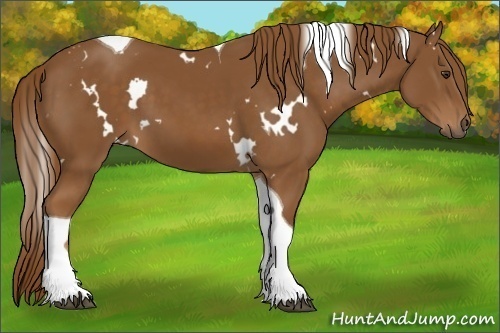 Horse Color:White Spotted Chestnut Tobiano 