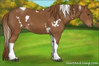 Horse Color:White Spotted Chestnut Tobiano 