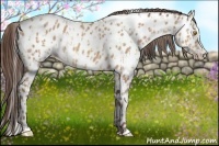 Horse Color:Amber Champagne Appaloosa  and Amber Champagne Appaloosa 