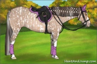 Horse Color:Amber Champagne Appaloosa and Amber Champagne