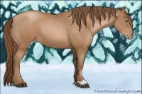 Horse Color:Bay Pearl