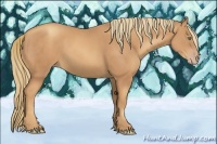 Horse Color:Gold Champagne 