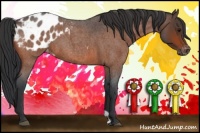 Horse Color:Brown Roan Appaloosa