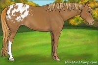 Horse Color:Chestnut Appaloosa 