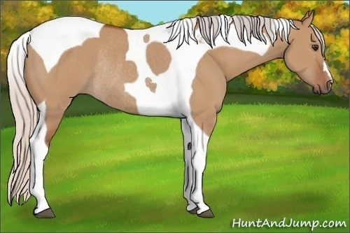 Horse Color:Silver Bay Dun Tobiano Rabicano