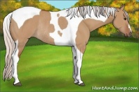 Horse Color:Silver Bay Dun Tobiano Rabicano
