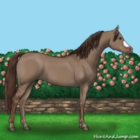 Horse Color:Liver Red Dun 
