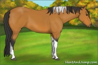 Horse Color:Bay Tobiano