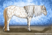Horse Color:Red Roan Appaloosa 