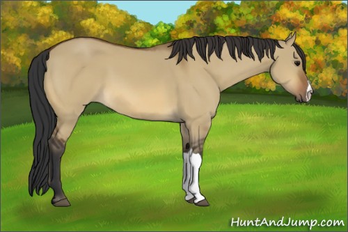 Horse Color:Bay Dun