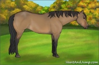 Horse Color:Bay Dun
