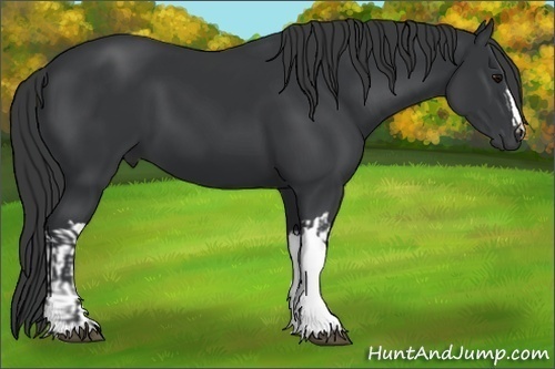 Horse Color:Black and Black