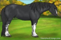 Horse Color:Black  and Black 
