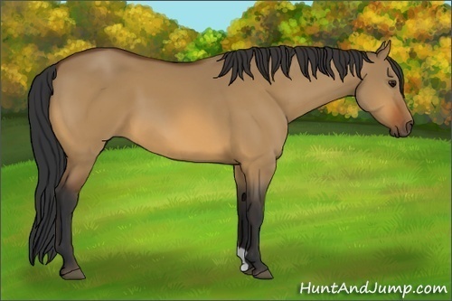 Horse Color:Bay Dun 