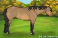Horse Color:Bay Dun