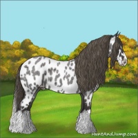 Horse Color:Smoky Blue Roan Splash Frame Appaloosa