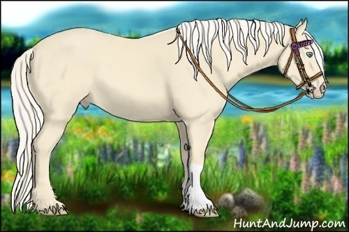 Horse Color:Cremello 