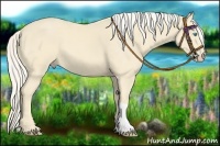 Horse Color:Cremello 