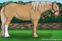 Horse Color:Palomino 