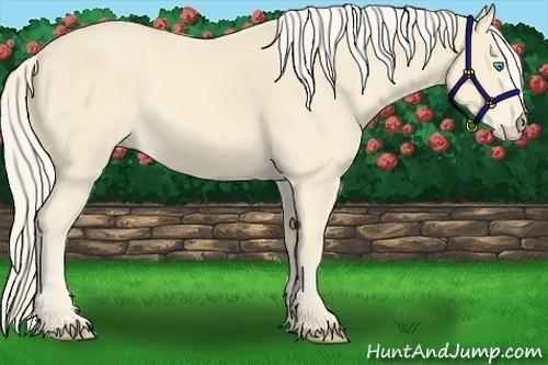 Horse Color:Cremello 