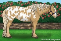 Horse Color:Palomino Appaloosa