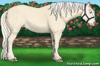 Horse Color:Cremello 