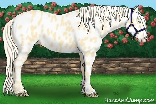 Horse Color:Gold Cream Champagne Appaloosa 