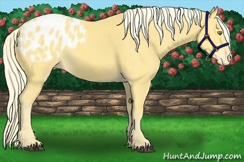 Horse Color:Palomino Appaloosa
