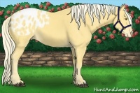 Horse Color:Palomino Appaloosa