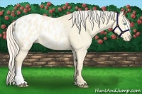 Horse Color:Cremello Dun Appaloosa 