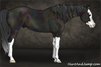 Horse Color:Midnight Grullo Sabino Splash
