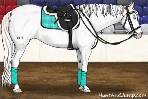 Horse Color:Cremello Sabino Blanket