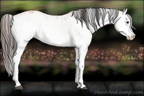 Horse Color:White Spotted Bay Splash  and White Spotted Amber Champagne Splash 