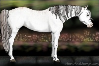 Horse Color:White Spotted Bay Splash  and White Spotted Amber Champagne Splash 